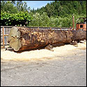 A log is brought out to the yard where it will be cut