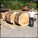 The log is first cut into 2 foot sections