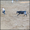 Bullfights.