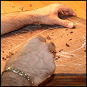 Carving a walnut archtop back.