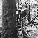 Taking a break from hunting ginseng to admire a poplar tree.