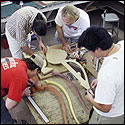 Some Roberto-Venn students making a William Eaton designed electric harp guitar 