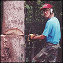 Old photo of Robbie O'Brien harvesting a tree